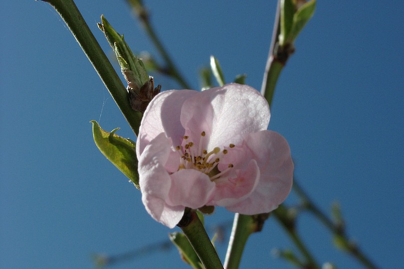 Pfirsichblüte 1