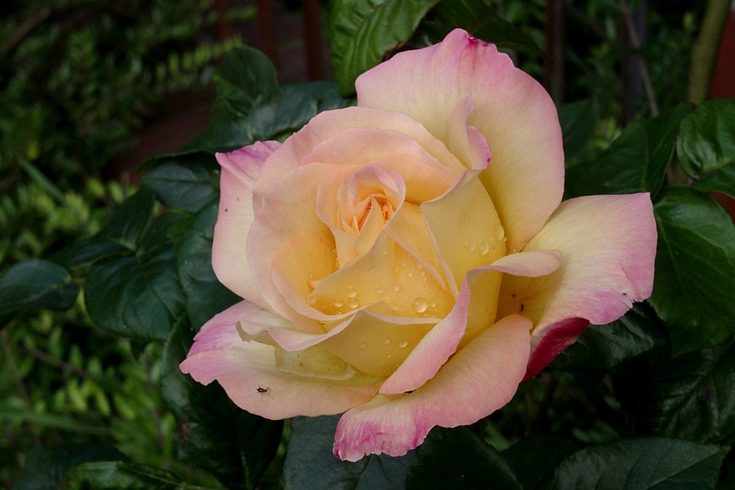 Rose, rosa-gelb