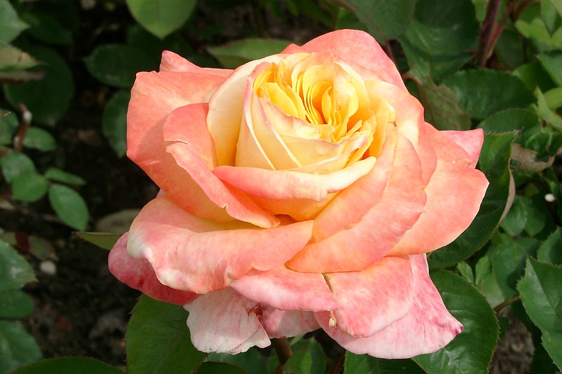 Edelrose 'Canary'