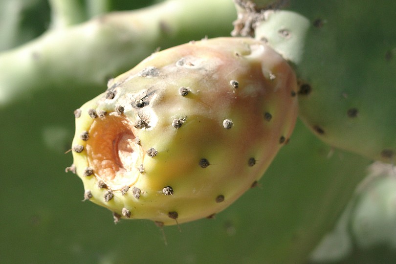 Kaktusfrucht