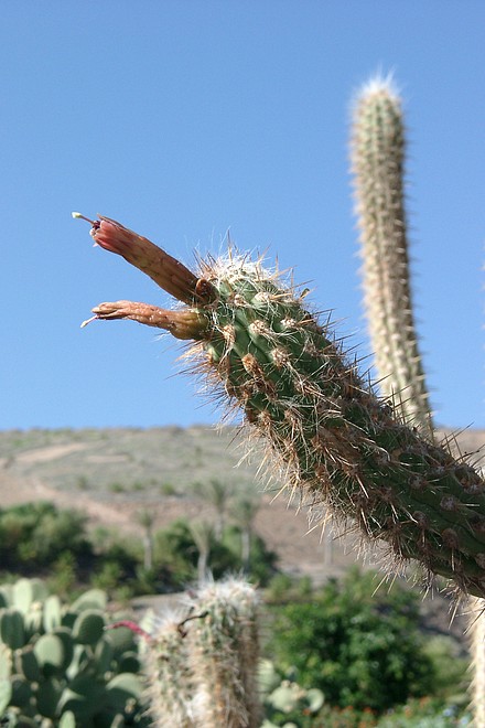 Kaktus mit Schnabel