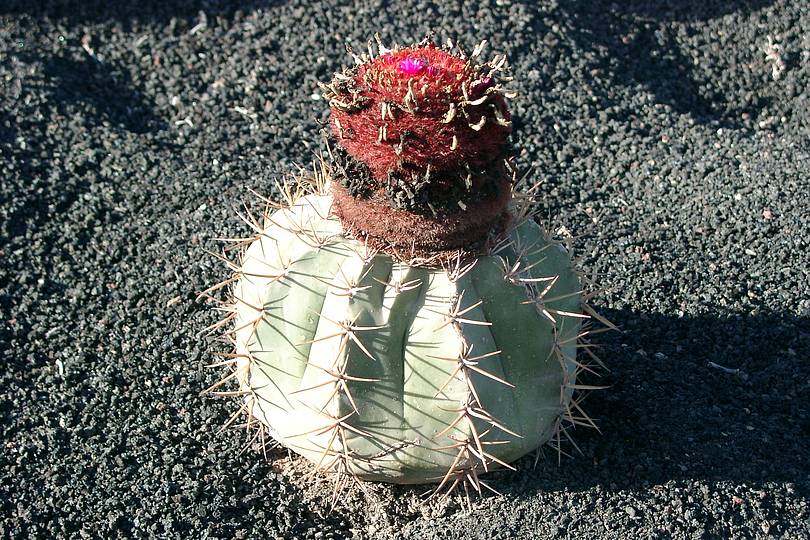 Kaktus mit Mütze
