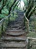 Treppe im Regenwald