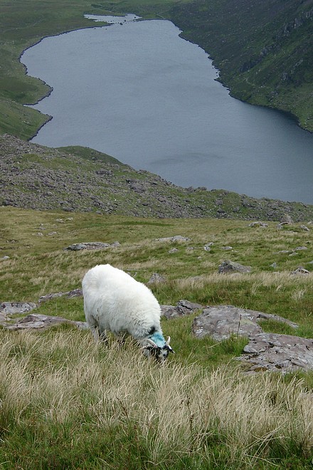 Schaf am Hang