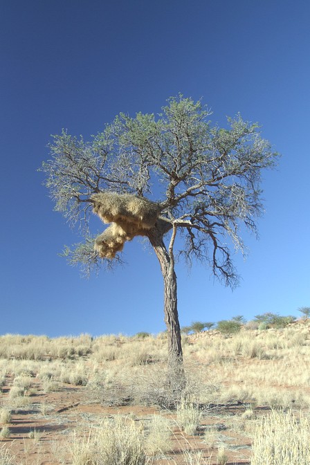 Vogelnestbaum