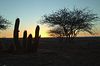 Sonnenuntergang mit Kaktus