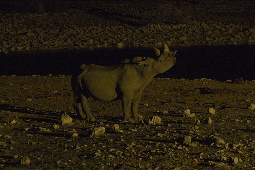 Nashorn bei Nacht