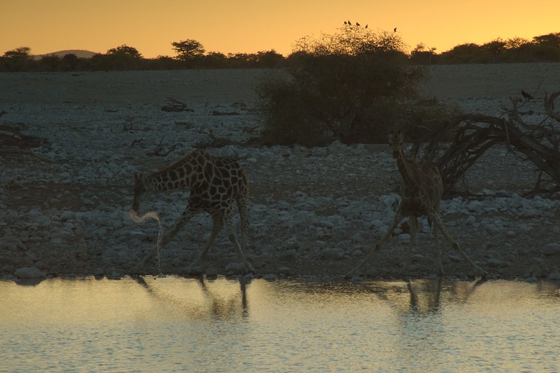 Giraffen an der Wasserstelle