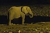 Elefant bei Nacht