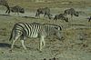 Zebra mit Streifengnus