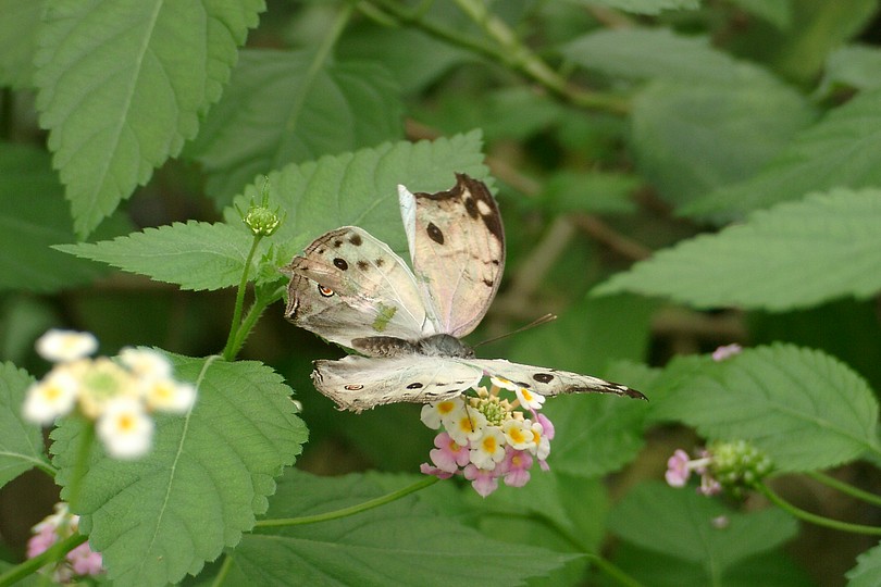 Schmetterling blass